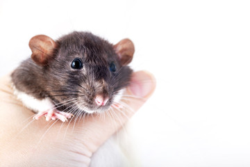 decorative rat in human hand close-up. Isolated on a white background.
