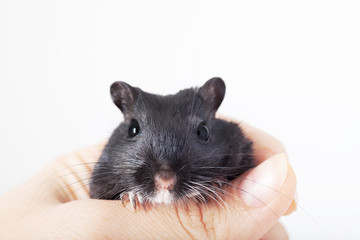 funny black mouse gerbil in human hand