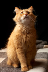 adult red cat with white mustache sits on a woolen blanket, dark background