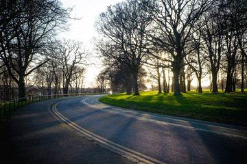 Fototapeta premium Sunset between trees, Phoenix park, Dublin - Ireland