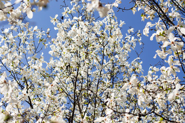 Branches of blooming white magnolia on a background of spring blue sky