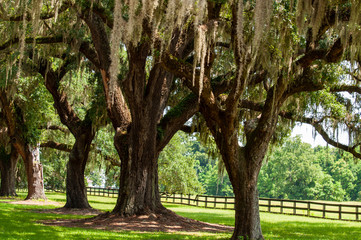 Fototapeta premium Spanish Moss