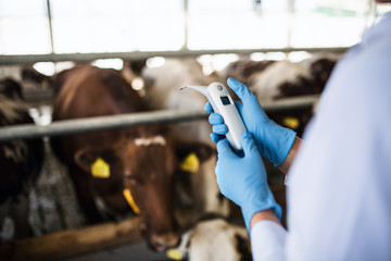 Midsection of veterinary doctor working on diary farm, agriculture industry.