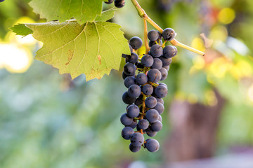 Dark blue ripening grape cluster lit by bright sun on blurred colorful bokeh copy space background.