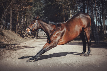 portrait of dressage horse in double bridle bowing on road in spring daytime