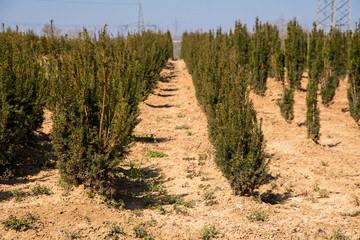 Box trees are planted in a field for sale