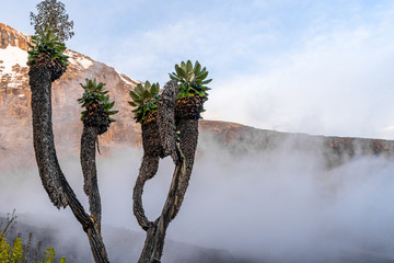 Senecio trees on the Lemosho Route to Mount Kilimanjaro in Tanzania, Africa.