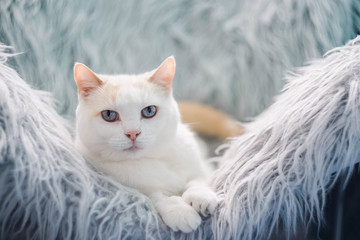 White cat relaxing.