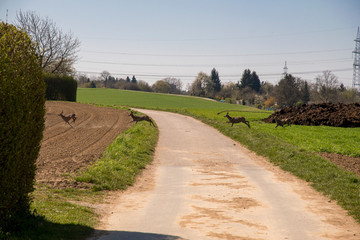 Herd with lots of deer at the edge of the forest and field
