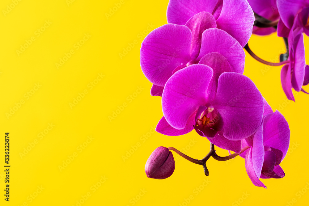 Wall mural Purple orchid flowers on bright yellow background close up