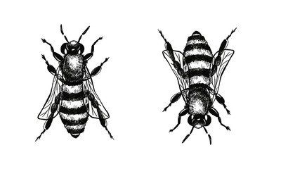 Hand drawn engraving Sketch of Bee fly. illustration for tattoo and handmade decorative brooch. Can be used for postcard, t-shirt, fabric bag or poster. Insect collection.