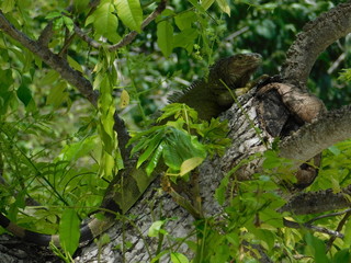 iguana  on a tree