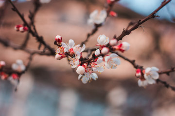 Flowering apricot tree. Branch with flowers on a background of blue sky