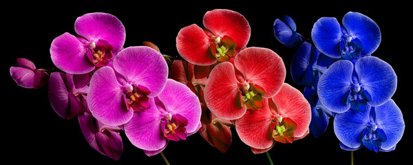 Panoramic view of orchids in three colors on a black background, pink red and blue © Maciej