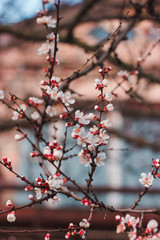 Flowering apricot tree. Branch with flowers on a background of blue sky