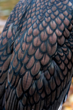 Cormorant bird plumage