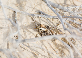 Scaled Quail in New Mexico desert.