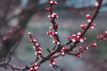 Red buds on an apricot branch