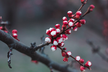 Fototapeta na wymiar Red buds on an apricot branch