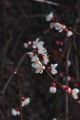 Flowering apricot tree. Branch with white flowers on a dark background