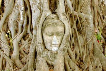 Asia , Thailand - Ayutthaya - Buddha face in the tree