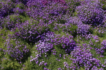 Aubretia, also known as Rock Cress, flowering in a rock garden