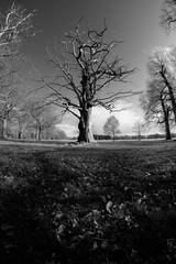 Trees in the Park, Phoenix Park, Dublin - Ireland