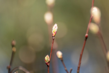 Young tree buds close-up on sunny spring day blurred background. New leaves growing on branches. Positive life time