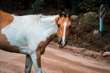 horse face head nature