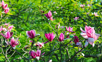 Fototapeta premium Magnolia tree blooming in springtime. Vibrant pink magnolia flowers