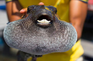The most dangerous underwater creatures. Fugu puffer fish. Man holding fugu fish close-up.