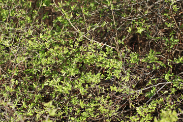 Fototapeta premium Young spring vibrant green leaves in bushes macro with blurred background. Sunny growth time natural fresh close-up