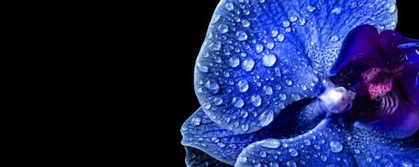 Panoramic macro view of a blue orchid with dew on black background