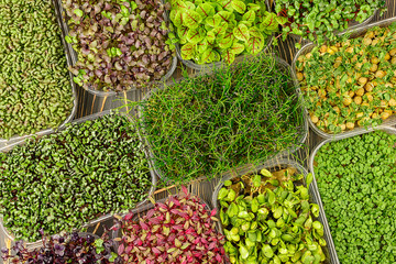 Microgreen, flat lay. Young sprouts of pea, amaranth, sorrel, mustard, basil and onion Super food background