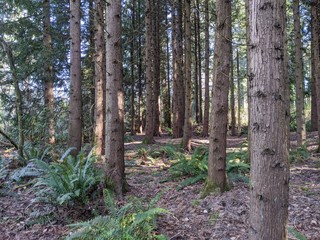 Wooded area with large conifer trees, ferns, and leaf duff. Morning sunlight visible falling on the trees and ground.
