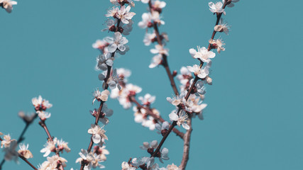 White pink cherry blossom flowers close-up on clear sky. Romantic color graded vintage style spring delicate flower petals nature details macro with blurred background