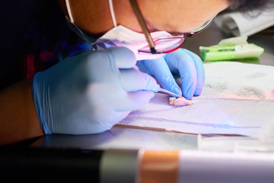 carefully dissecting a rat brain