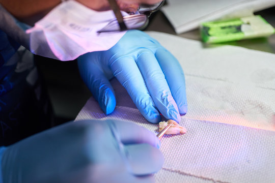 scientist dissecting animal brain