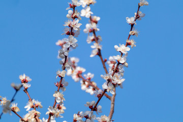 White pink cherry blossom flowers close-up on clear blue sky. Romantic spring delicate flower petals nature details macro with blurred background