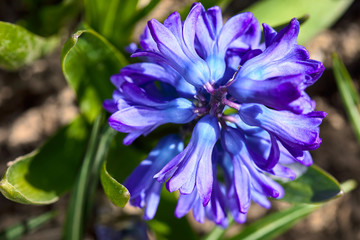 Spring purple hyacinth. Blooming flower on flowerbed. Gardening floriculture. Sunny warm day in garden.