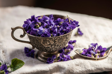 Obraz na płótnie Canvas Violet violets flowers bloom in the close up studio shot styled photography. Viola odorata 