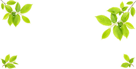 Fototapeta premium Green leaves isolated white background Floral banner