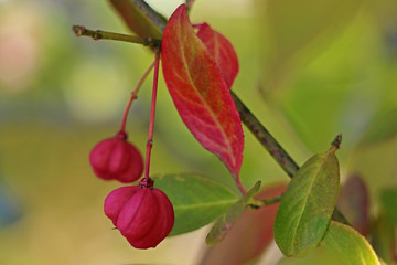Red fruits on a tree in an early spring garden, selective focus.