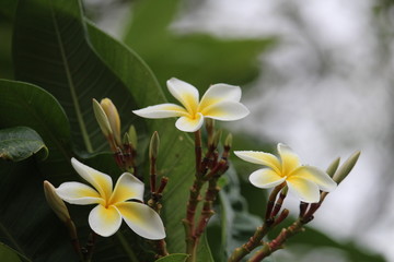 Fototapeta na wymiar Three beautiful white frangipani plumeria exotic tropical flowers with yellow center in blossom