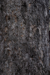 Great texture of the dark bark of a tree