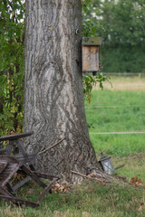 Laterne und Vogelhaus an Baumstamm im grünen Garten