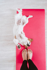 cute small jack russell dog lying on a yoga mat at home with her owner woman. Healthy lifestyle indoors
