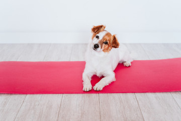 cute small jack russell dog lying on a yoga mat at home. Healthy lifestyle indoors