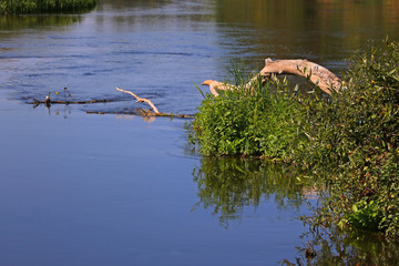 A winding shallow river on a clear summer day.