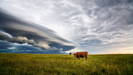 Cows in a field with storm clouds in the background